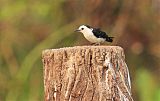 Black-backed Water-Tyrant